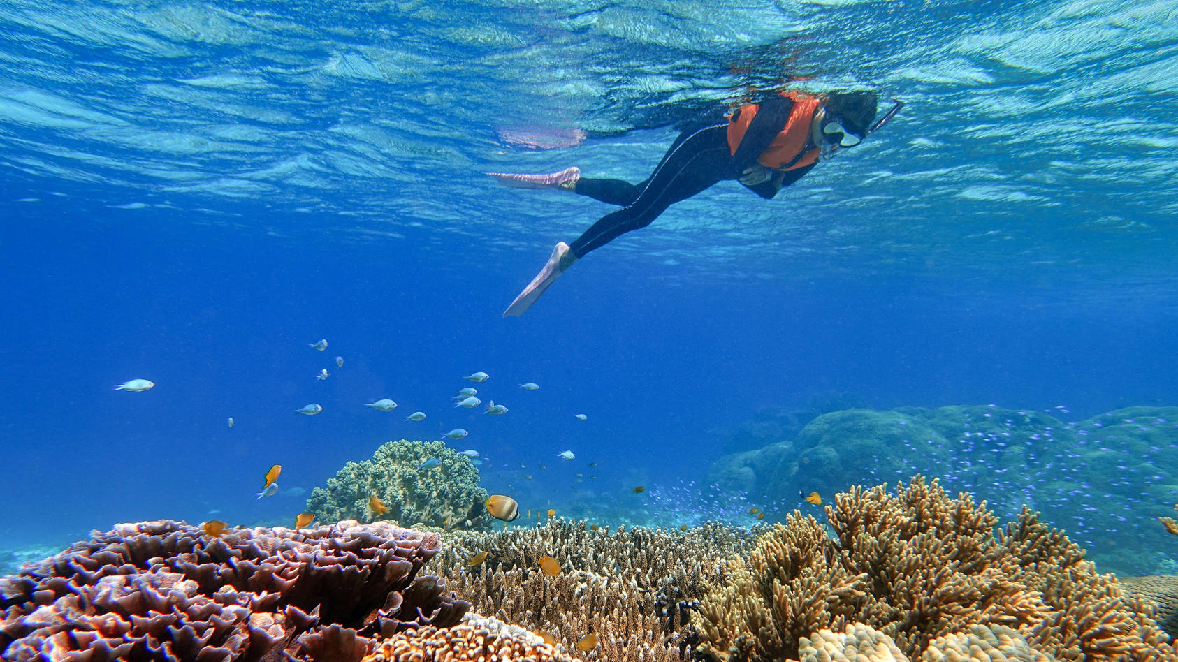 Indonesia Alor Island - Marine life - Woman snorkeling in coral reef Indonesia, East Nusa Tenggara, Alor Island CR_GFEQ240116D-1316123-01 ,model released, Symbolfoto