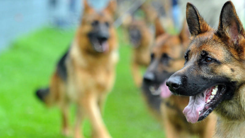Der Deutsche Schäferhund wird oft als Polizeihund eingesetzt.