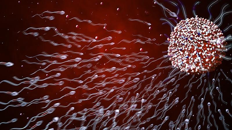 Schlechte Spermienqualität ist häufig Ursache für Kinderlosigkeit