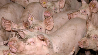 Schweine in einer Schweinemastanlage in Deutschland am 31.12.2004. Die Tiere werden innerhalb von 4-6 Monaten auf bis zu 120 kg gemästet. +++(c) dpa - Report+++