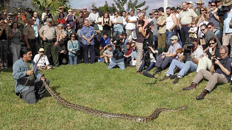 Python-Jagd, Florida, Schlangen