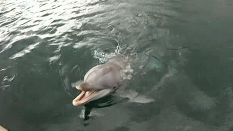 Grüne fordern Verbot der Delfinhaltung