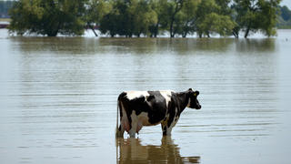 Eine Kuh steht am 05.06.2013 in Xanten (Nordrhein-Westfalen)auf der vom Rhein überschwemmten Weide. Das Hochwasser am Rhein hat seine höchsten Pegelstände überschritten. In den kommenden Tagen stehen die Zeichen auf Entspannung. Foto: Federico Gambarini/dpa