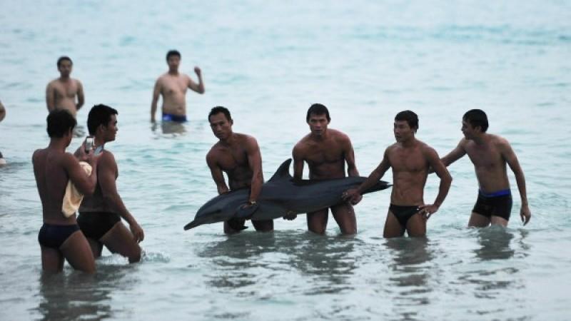 Unglaubliche Szenen spielen sich am Strand in Hainan ab: Touristen posieren mit dem blutenden Delfin statt Hilfe zu rufen.