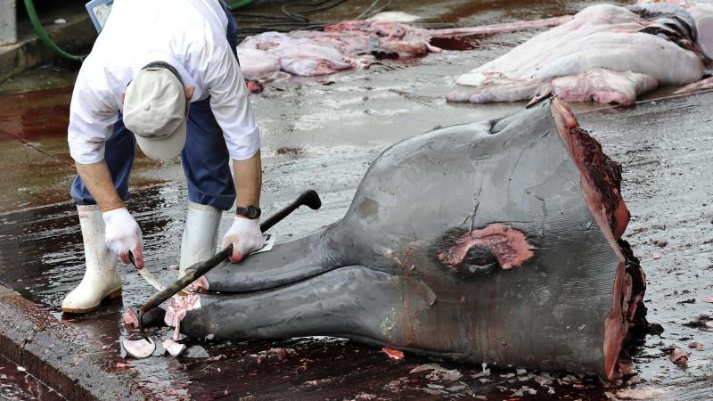 Der Internationale Gerichtshof soll Japans Jagd auf Wale beenden.
