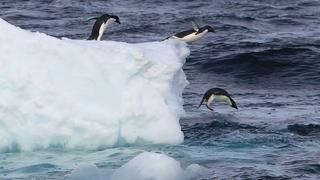 FILE - Adelie Penguins go for a swim in the Antarctica on 24 January 2010. EPA/YONHAPNEWS AGENCY (zu dpa «Beratungen über Schutzzone in der Antarktis vor Abschluss» vom 16.07.2013) +++(c) dpa - Bildfunk+++