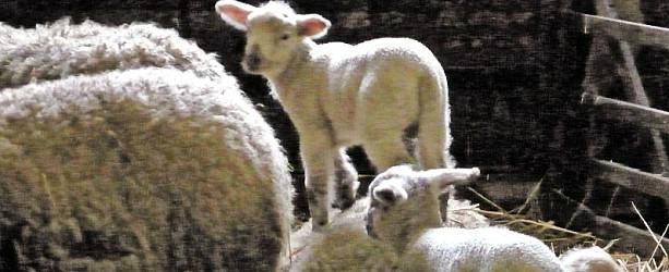 Schaf erstochen in Krefeld