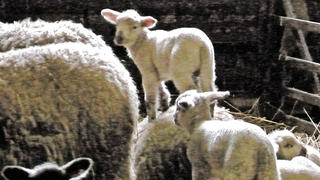 Solange die Neugeborenen nicht versorgt sind, muss das kleine Schaf auf seine Milch warten. Ungeduldig tanzt es auf dem RŸcken seiner Mutter herum.