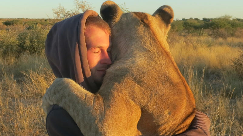 Große Mensch-Tier-Gefühle: Löwin Sirga bedankt sich mit Umarmungen bei ihrem Retter Valentin Grüner. (Quelle: Caters News)