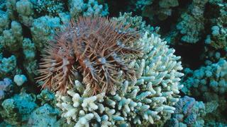 EGY, 2005: Dornenkronen-Seestern (Acanthaster planci) frisst Steinkoralle. [en] Crown-of-thorns Starfish (Acanthaster planci), feeding on coral. | EGY, 2005: Crown-of-thorns Starfish (Acanthaster planci), feeding on coral.