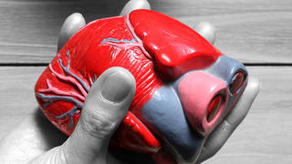 Ein Herz-Modell aus Plastik in einer Hand. Foto: Susannah V. Vergau