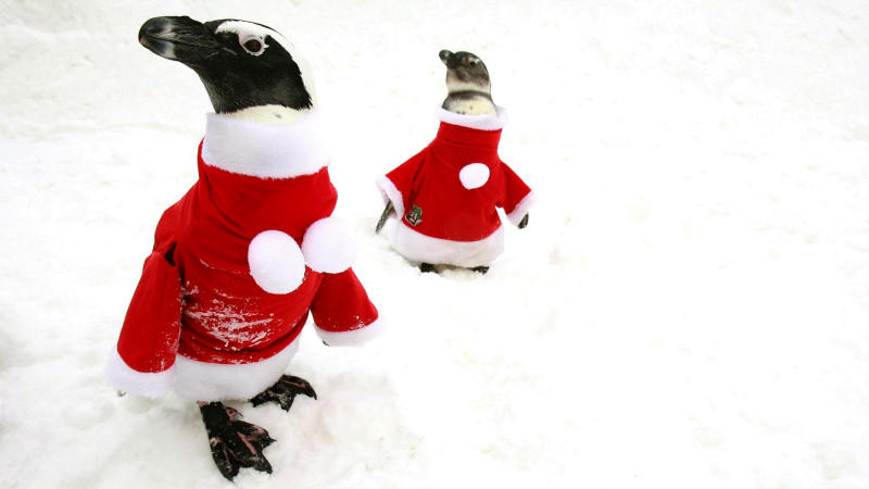 Ein Blick auf Pinguine in Weihnachtsmann-Kostümen während einer Veranstaltung anlässlich der Weihnachtsferien im Vergnügungspark Everland in Yongin, Provinz Gyeonggi, Südkorea, 19. Dezember 2008. Everland ist eines der größten Vergnügungen Südkoreas.