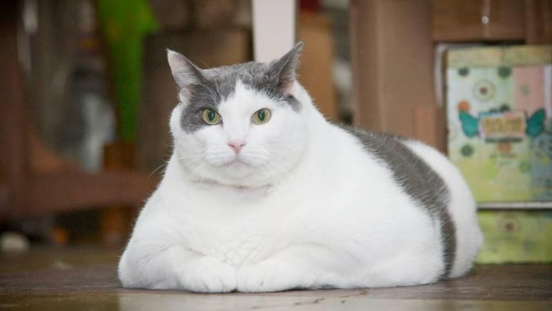 Auch für Katzen gibt es einen eigenen BMI, um zu berechnen, ob Ihre Samtpfote zu dick ist.