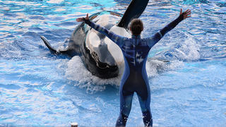 Besieged theme park SeaWorld has launched its first major PR attack against Blackfish in an attempt to offset almost 12 months of damage caused by the chilling documentary, which chronicled the aquarium's 39-year treatment of killer whales in captivity. Hit with cancellations from high-profile performers and school field trips, coupled with aggressive animal activist campaigns and a tarnished image, the Orlando-based marine park has placed full-page ads in eight of the country's largest newspapers, rationalizing their whale practices. The 'Open Letter from SeaWorld's Animal Advocates' which appears in today's Orlando Sentinel, New York Times, Wall Street Journal and USA Today, among other papers, defends the way SeaWorld cares for the 29 whales in its corporate collection. Although it doesn't identify Blackfish, the ad is the first step in the company's move to rebut the wide-spread criticisms raised by the film, such as allegations that captivity turned orca Tilikum - the world's largest whale held in captivity - into a killer, according to The Orlando Sentinel SeaWorld has previously dismissed the doco as propagandist and inaccurate. 'Tili' was responsible for the deaths of three people, most notably that of trainer Dawn Brancheau, who he grabbed and dragged underwater until she drowned during a 2010 training session in Florida.