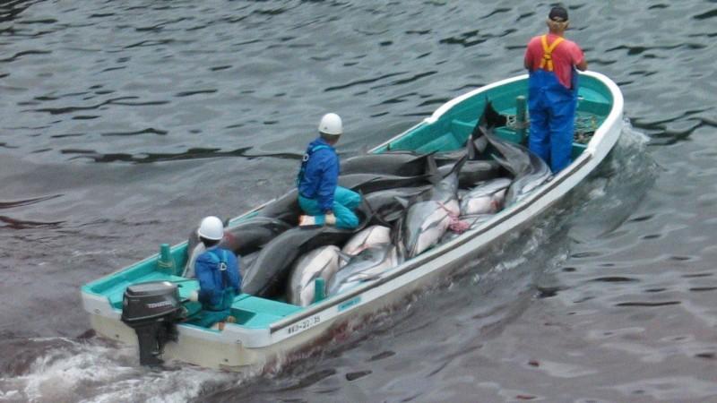 Aufnahmen der Umweltorganisation Sea Shepherd zeigen das brutale Delfinschlachten in Japan.