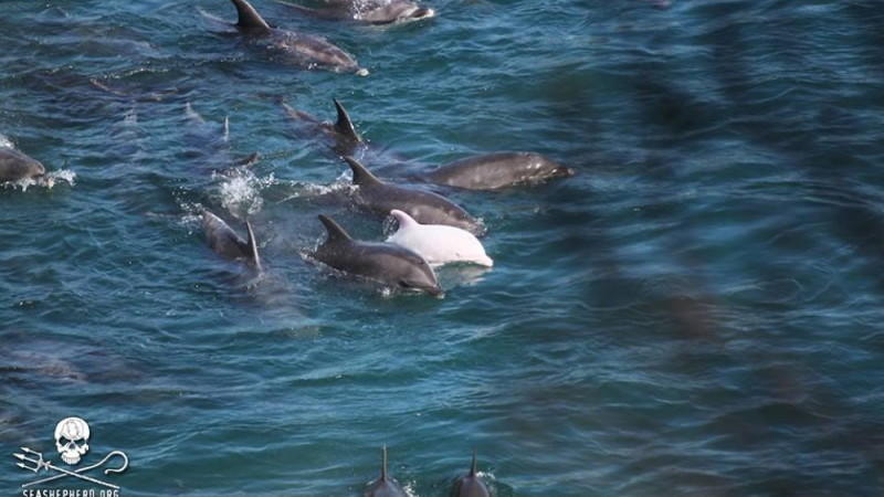 Taiji, Japan, Die Bucht, Delfine