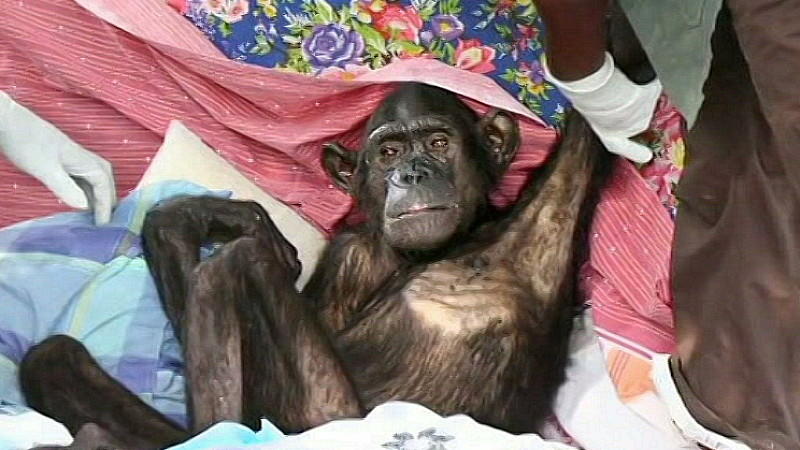 Kongo, Wounda, Jane Goodall