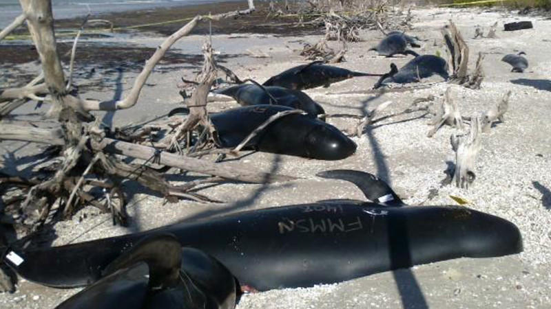Das mysteriöse Wal-Sterben vor der Küste Floridas nimmt kein Ende: Erneut sind dutzende Wale gestrandet.