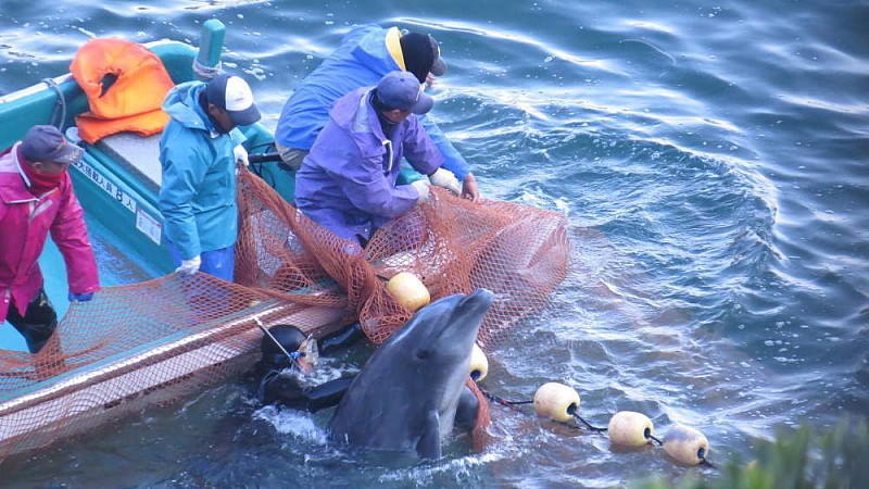Taiji: Das Delfinabschlachten geht weiter
