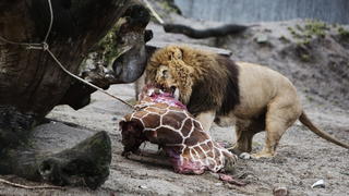 epa04064389 A lion feasts on the remains of two year old giraffe Marius at Copenhagen Zoo 9th February 2014 after the mammal was put down earlier in the day. Although thousands had signed an online petition and other european zoos had offered to take it, the giraffe was put down. The zoo said it had no choice because of its duty to avoid in-breeding. Part of the carcass was being used for research EPA/Kasper Palsnov DENMARK OUT +++(c) dpa - Bildfunk+++