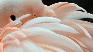 ARCHIV - Eingehüllt in ihr Federleid trotzt ein Flamingo am 22.01.2014 im Zoo von Frankfurt am Main den niedrigen Temperaturen. Unbekannte haben 15 Flamingos im Frankfurter Zoo getötet. Foto: Boris Roessler/dpa (zu dpa "Unbekannte töten 15 Flamingos im Frankfurter Zoo" vom 23.03.2014) +++(c) dpa - Bildfunk+++