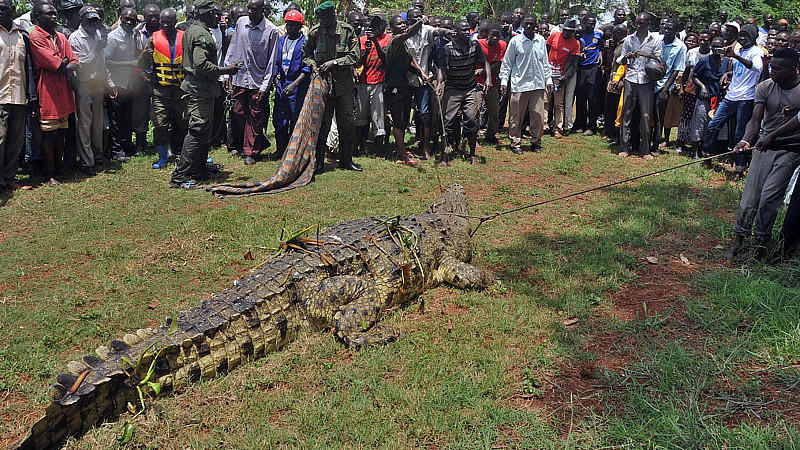 Krokodil frisst schwangere Frau in Uganda