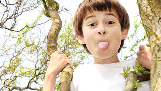 Young boy  in a tree sticks his tongue out