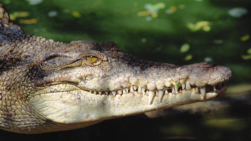 Das Mädchen badete in einem Fluss, als das Krokodil es attackierte (Symbolbild).