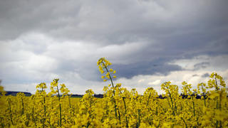 Dunkle Wolken stehen am Montag (07.05.2012) über einem Rapsfeld bei Dornstadt nahe Ulm. Nach dem warmen und sonnigen Wetter der letzten Wochen ist in den kommenden Tagen mit deutlich kühleren Temperaturen und Regen zu rechnen. Foto: Jan-Philipp Strobel dpa/lsw  +++(c) dpa - Bildfunk+++