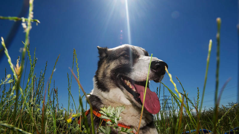 Hund liegt im Feld