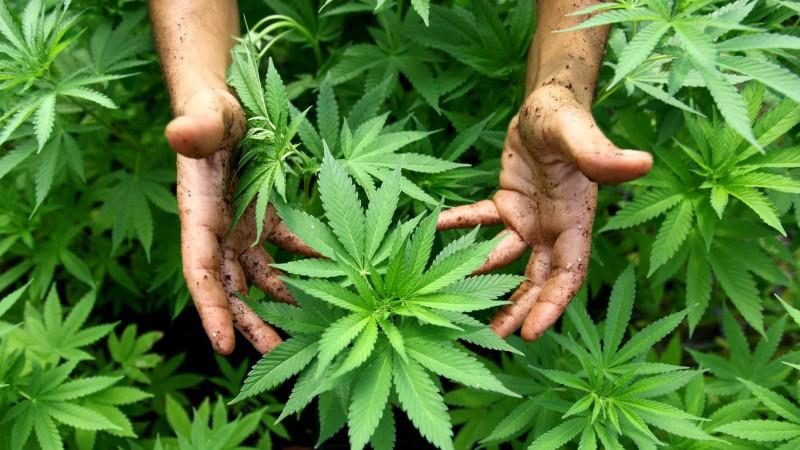 Heil- und Rauschmittel: Die Cannabis-Pflanze