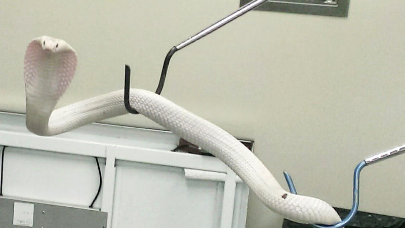Nach tagelanger Jagd wird die seltene 'Monokelkobra' mit Haken gefangen - jetzt ist die Giftschlange im Zoo von Los Angeles untergebracht.