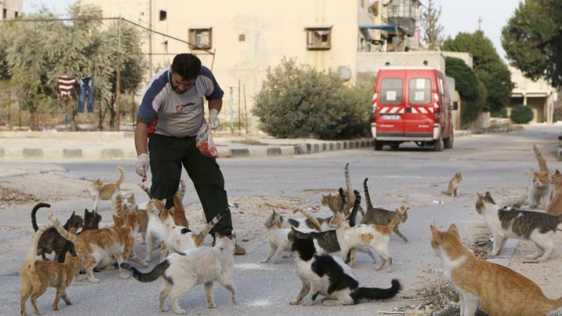 Der Katzenretter aus Aleppo: Alaa kümmert sich um verwaiste Tiere