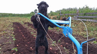PIC BY ALEKSANDR MATYTSIN / CATERS NEWS - (PICTURED Lemon the dog helping to plough a potato field) Weve all heard of a dog fetching a newspaper but one dog has gone one step further by learning to farm potatoes. From pumping water to ploughing a potato field, clever canine, Lemon, seems more than happy to earn his keep by lending a paw wherever its needed. Raised by ex-military animal trainer, Aleksandr Matytsin, 48, the Russian animal lover recognised the pooches talents at only ten months old. After spending an afternoon chopping firewood, Aleksandr noticed that the helpful hound began delivering logs right to his feet. SEE CATERS COPY **NOT FOR SALE IN RUSSIA/POLAND** 