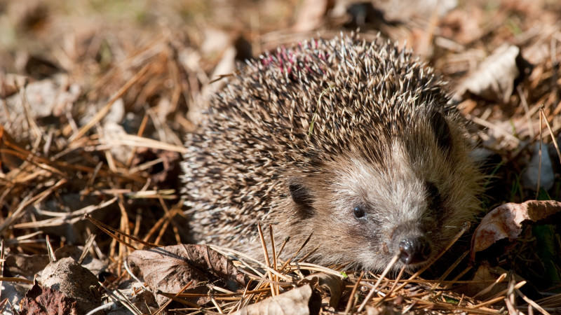 Igel gefunden: So bringen Sie Igel über den Winter
