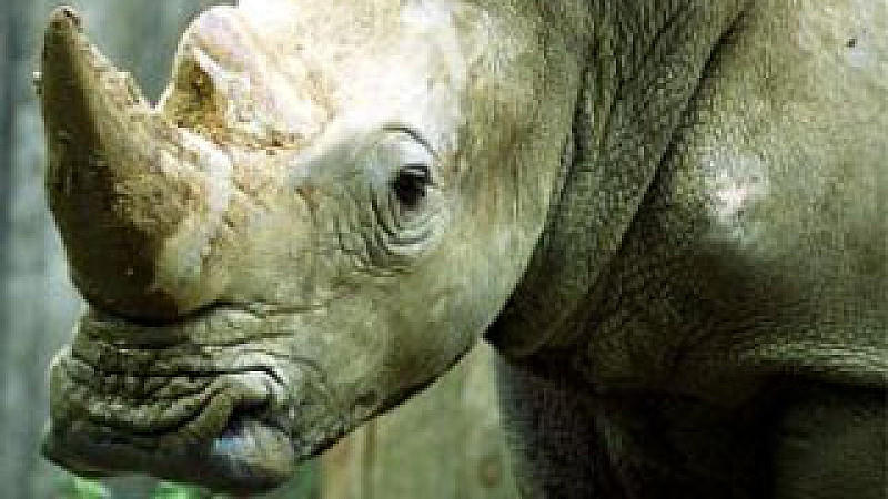 Nördliche Breitmaulnashorn