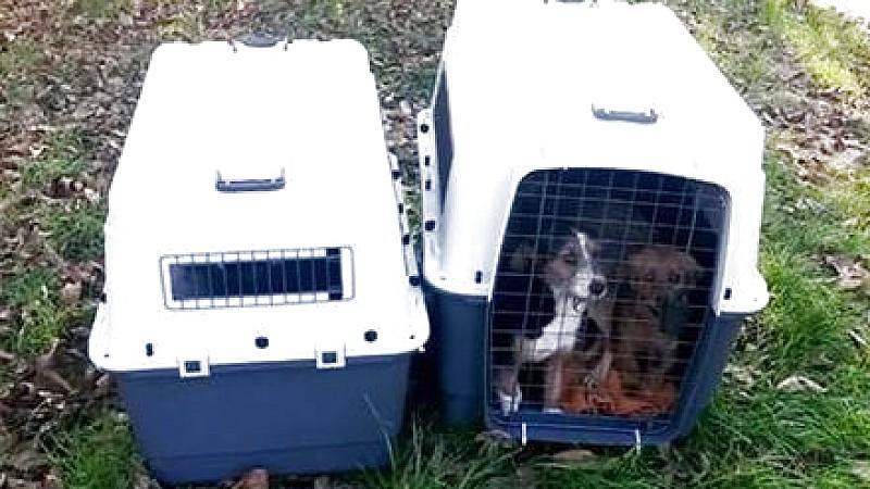 Hundewelpen ausgesetzt - Polizei bittet um Ihre Hilfe