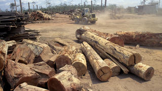ACHTUNG: SENDESPERRFRIST 06.11.2014, 15 UHR!  FILE - A pictured dated in 2008 year shows a machine moving trunks in one sawmill of the Amazonas, Brazil.  Foto: WERNER RUDHART/dpa   (zu dpa "Raubbau im Amazonas: Keine Atempause für die «grüne Lunge» der Erde" vom 07.11.2014) +++(c) dpa - Bildfunk+++
