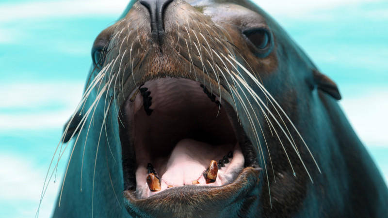 Ein Seelöwe mit aufgerissenem Maul bettelt im Zoo in Duisburg um Futter. 