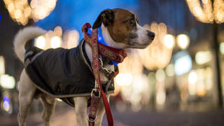 Ein Hund ist am 18.11.2014 in der weihnachtlich beleuchteten Innenstadt von Hannover (Niedersachsen) in eine Hundejacke gehüllt. Foto: Ole Spata/dpa +++(c) dpa - Bildfunk+++