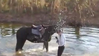 Pferd im Wasser.jpg