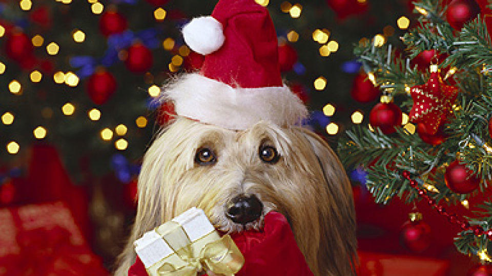 Weihnachtsgeschenke für die Vierbeiner