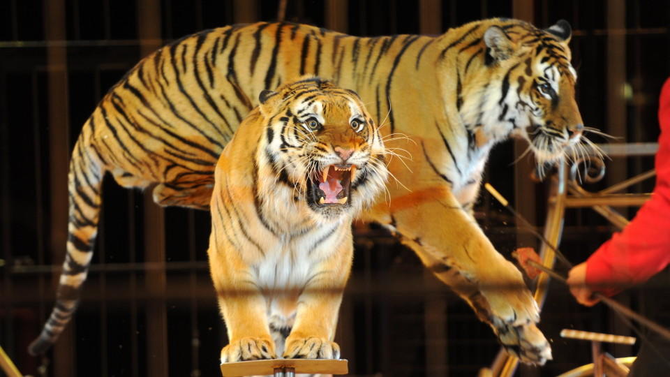 ARCHIV - Zwei Tiger bei ihrem Auftritt 