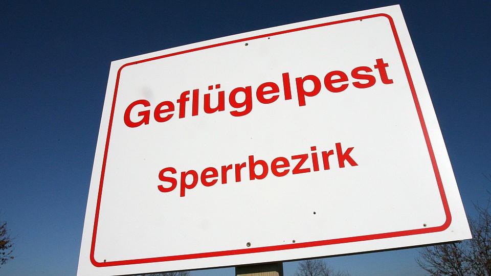 Die Vogelgrippe wurde auch in Mecklenburg-Vorpommern und Niedersachsen nachgewiesen. (Archivbild)