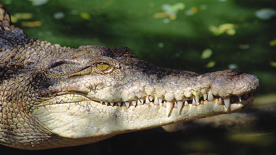 Der Kopf eines Krokodils.