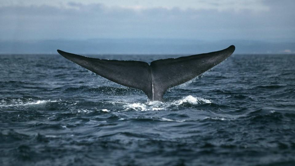 Größte Gefahren für Wale: Lärm, Umweltverschmutzung und Fischerei