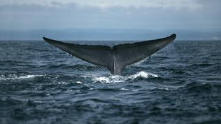 Blauwal, Blau-Wal (Balaenoptera musculus), Schwanzflosse, groesstes Saeugetier, Kanada | blue whale (Balaenoptera musculus), fluke, largest mammal, Canada
