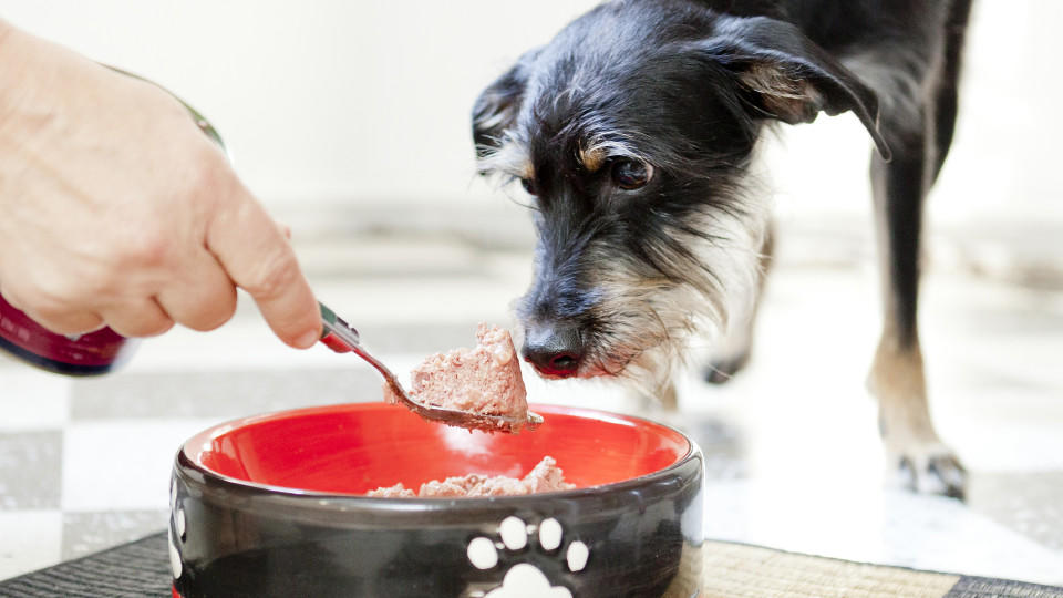 Hund bekommt Futter