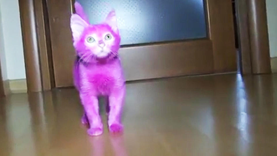 Katze mit pinkfarbenem Fell ist durch eine Vergiftung gestorben.