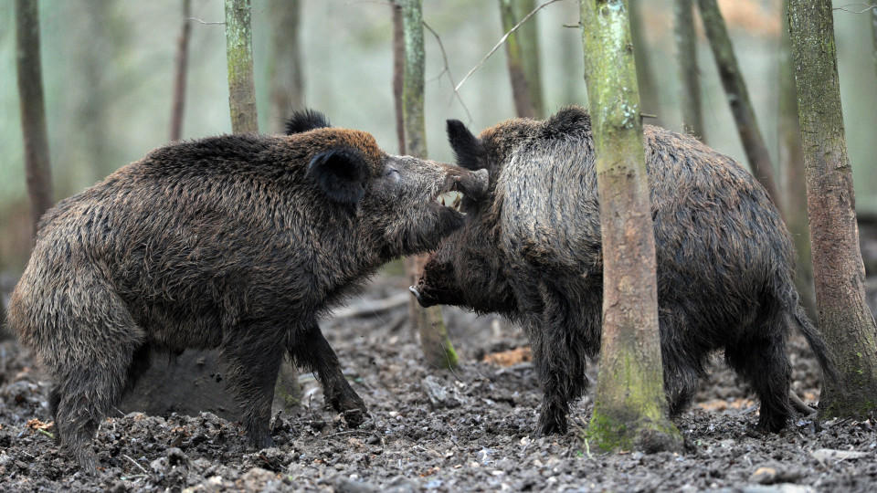 Viele Wildschweine in Bayern sind immer noch radioaktiv belastet.